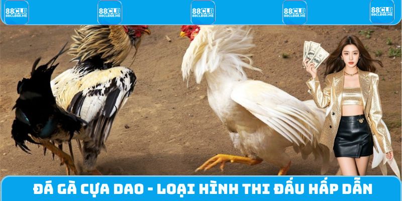 Đá Gà Cựa Dao - Loại Hình Thi Đấu Chiến Kê Vô Cùng Hấp Dẫn