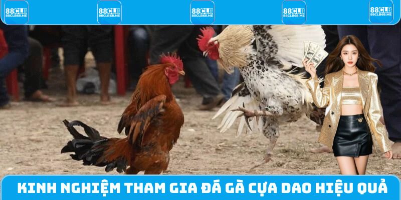 Kinh nghiệm chơi đá gà cựa dao vô cùng hiệu quả