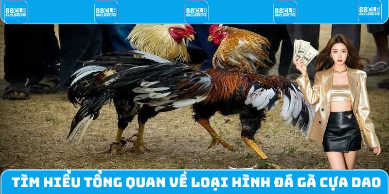 Tổng quan một vài thông tin về loại hình đá gà cựa dao 