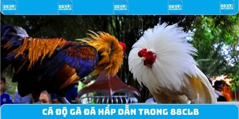 Cá độ gà đá hấp dẫn trong 88CLB