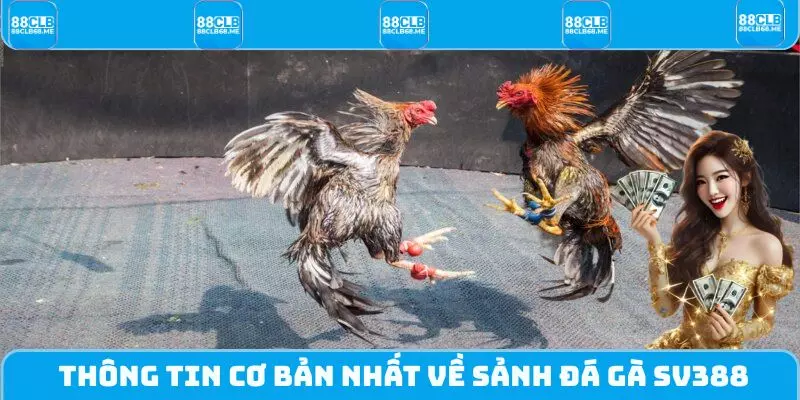 Thông tin cơ bản nhất về sảnh đá gà SV388