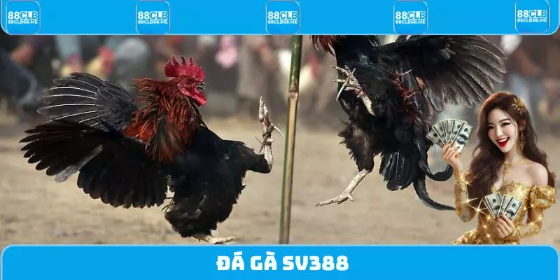 Đá Gà SV388 - Trải Nghiệm Những Trận Đấu Kịch Tính Nhất