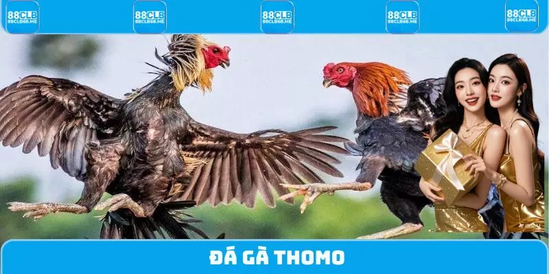 Đá Gà Thomo - Theo Dõi Trực Tiếp, Nhận Lợi Nhuận Khủng
