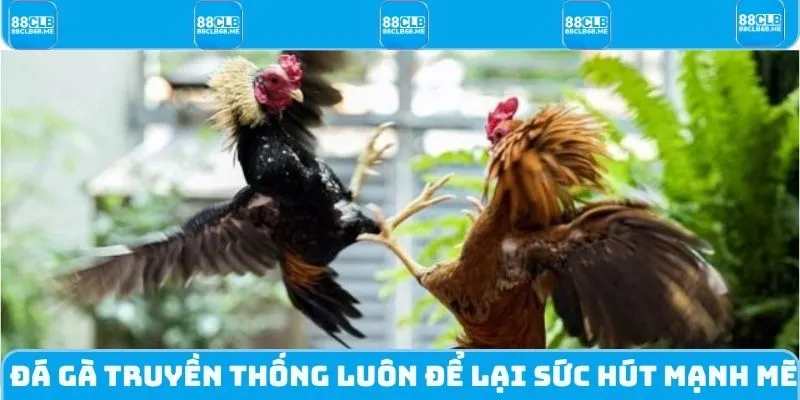 Đá gà truyền thống luôn để lại sức hút mạnh mẽ