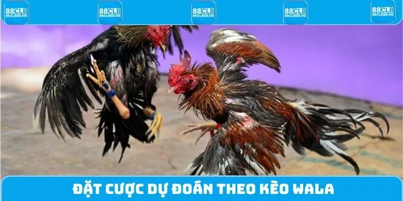 Đặt cược dự đoán theo kèo Wala