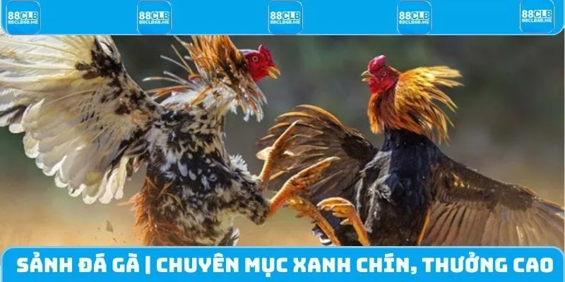 Sảnh Đá Gà | Chuyên Mục Xanh Chín, Thưởng Cao Cùng 88CLB